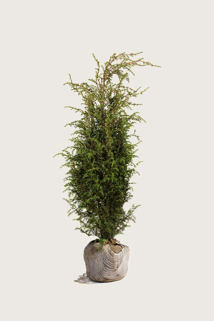 Irlanninkataja Hibernica 175cm Hyvin tuuhea | Plantinavia