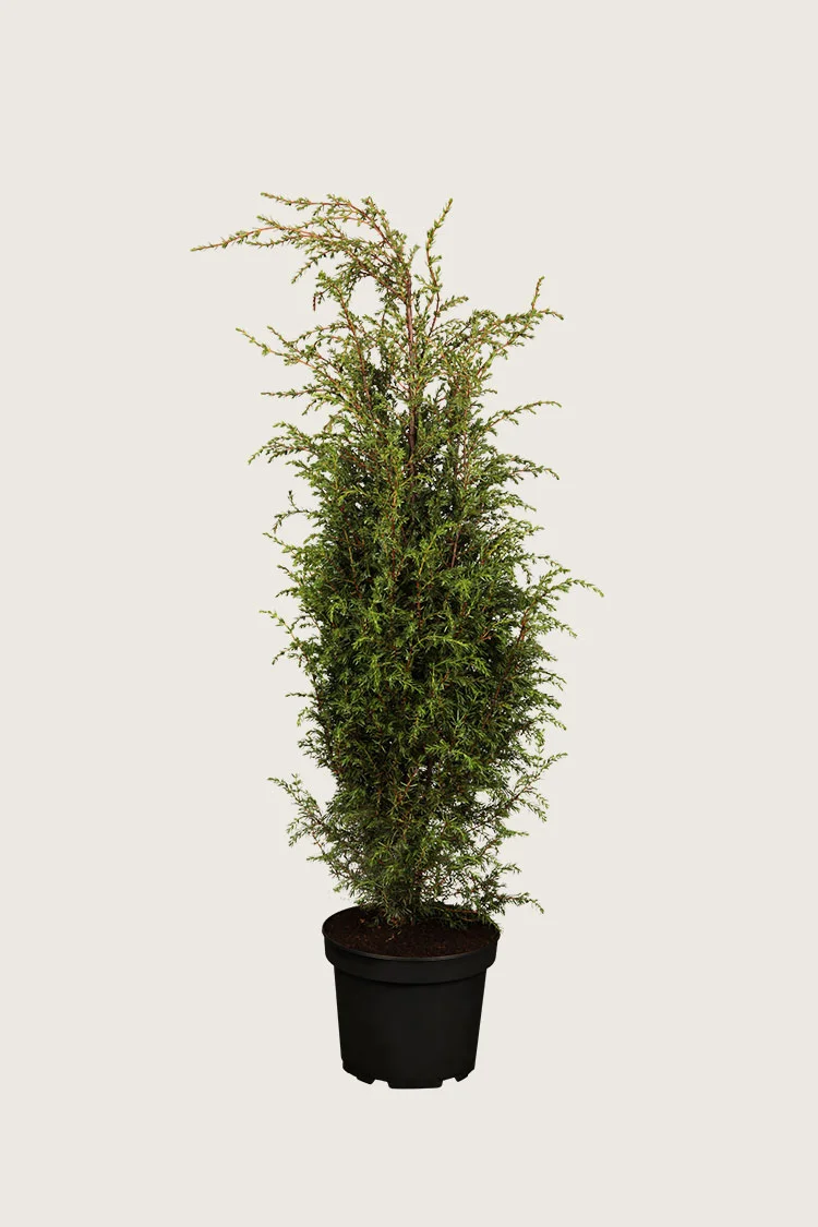Irlanninkataja Hibernica 200cm Hyvin tuuhea | Plantinavia