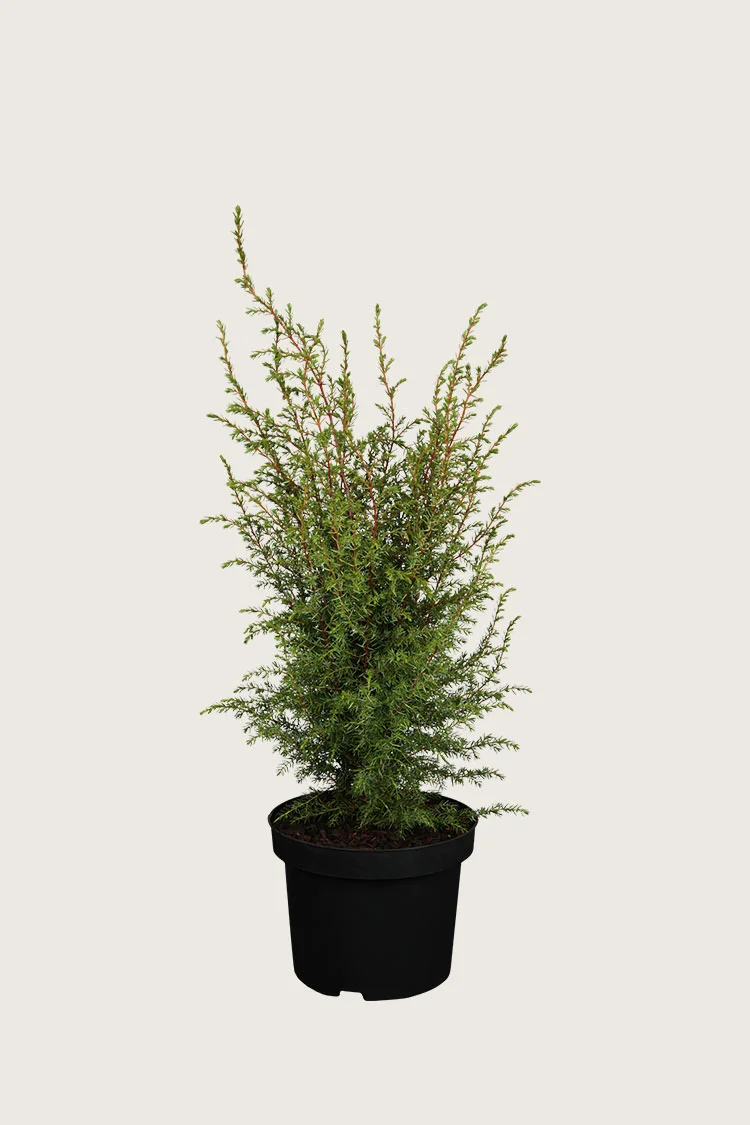Irlanninkataja Hibernica 40cm Hyvin tuuhea | Plantinavia