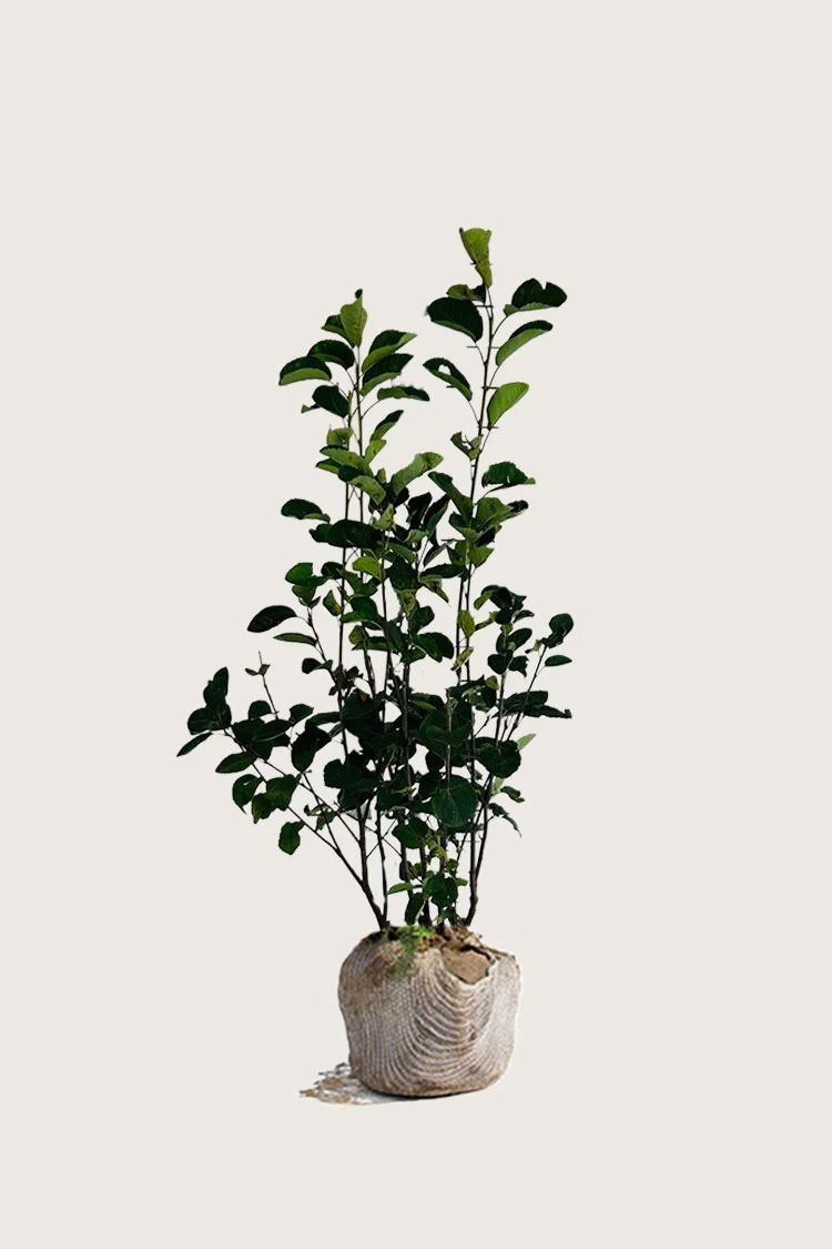 Isotuomipihlaja 150cm Hyvin tuuhea | Plantinavia