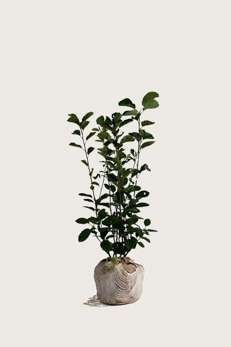 Isotuomipihlaja 60cm Hyvin tuuhea | Plantinavia