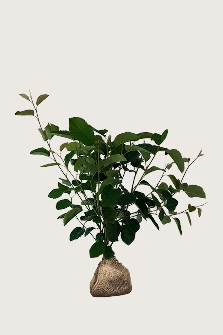 Isotuomipihlaja 80cm Tuuhea | Plantinavia