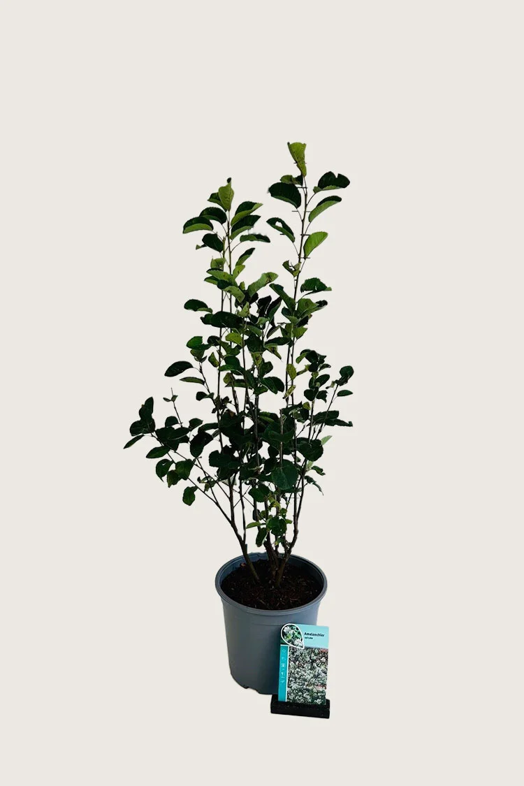 Isotuomipihlaja 100cm Hyvin tuuhea | Plantinavia