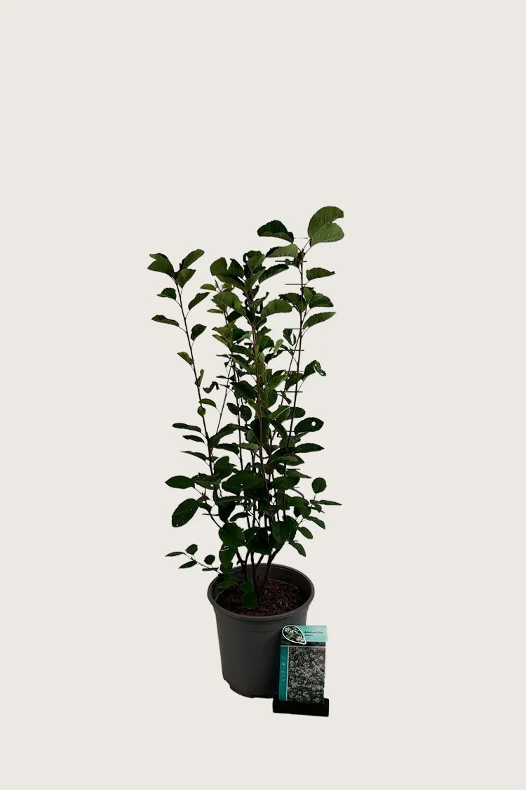 Isotuomipihlaja 60cm Hyvin tuuhea | Plantinavia