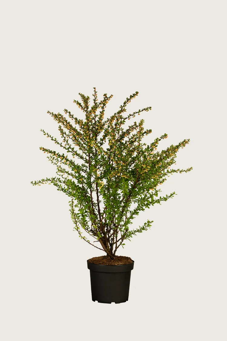 Japaninhappomarja 30cm Tuuhea | Plantinavia