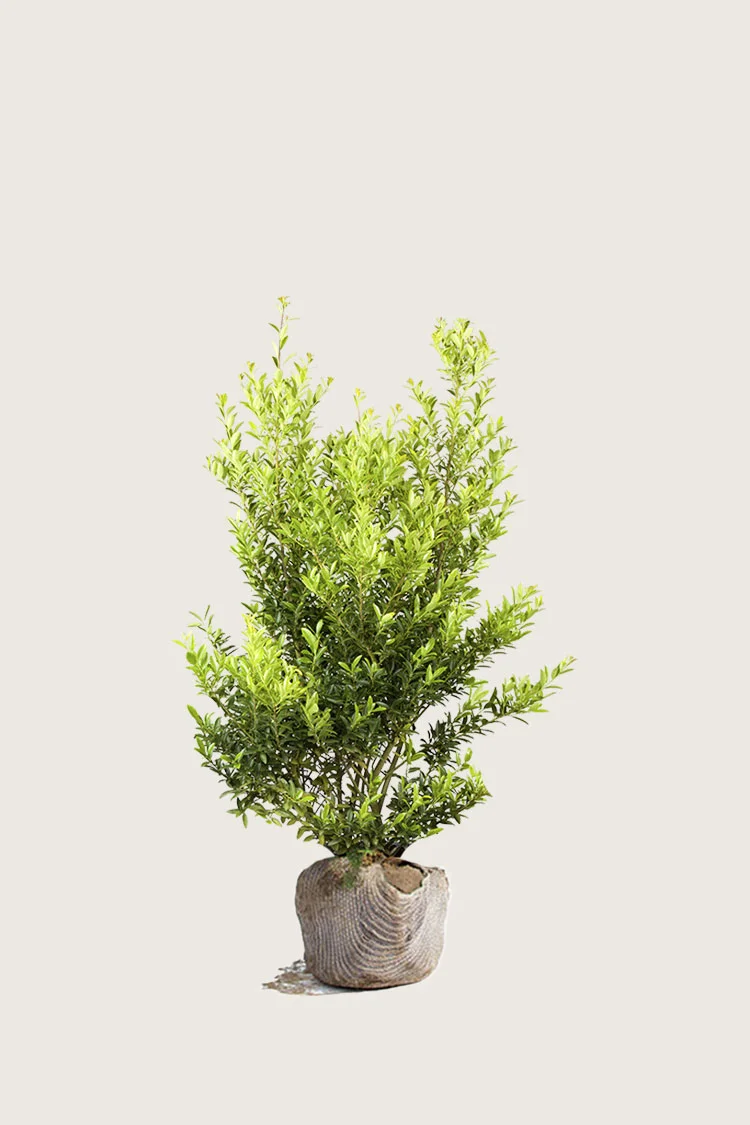 Japaninorjanlaakeri 'Blondie' 100cm Hyvin tuuhea | Plantinavia