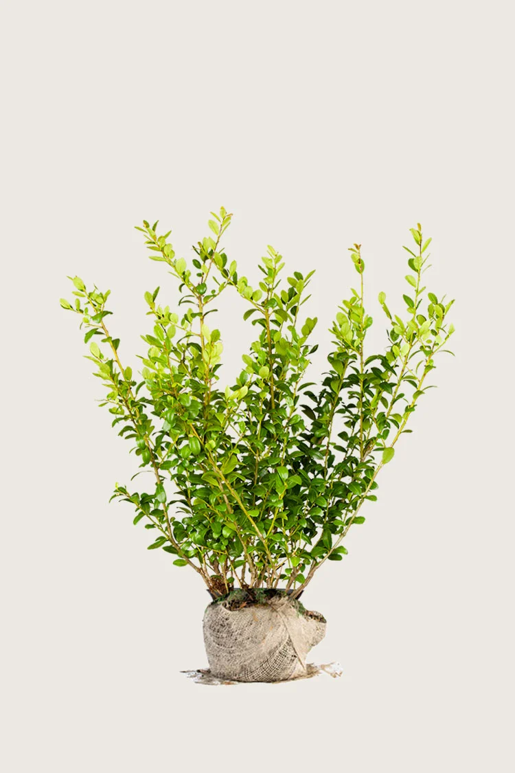 Japaninorjanlaakeri 'Blondie' 100cm Tuuhea | Plantinavia