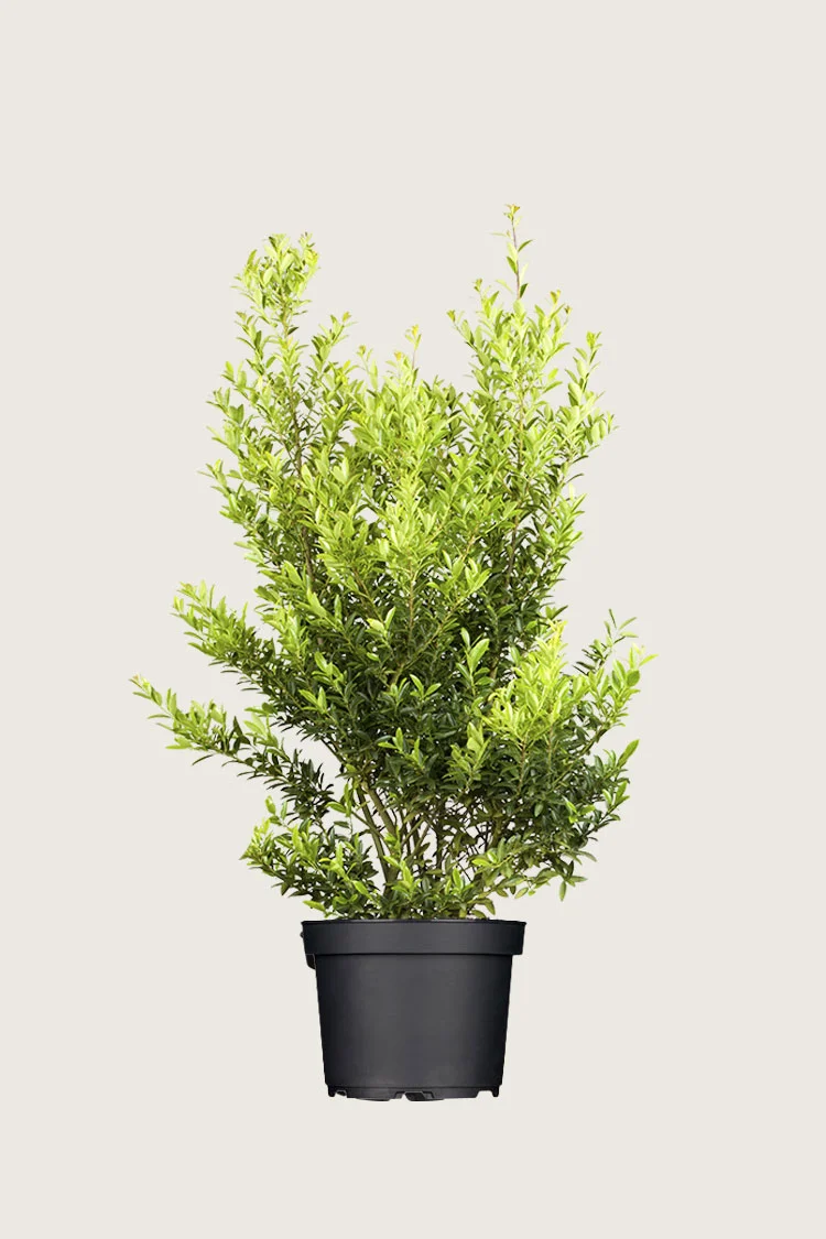 Japaninorjanlaakeri 'Blondie' 125cm Hyvin tuuhea | Plantinavia