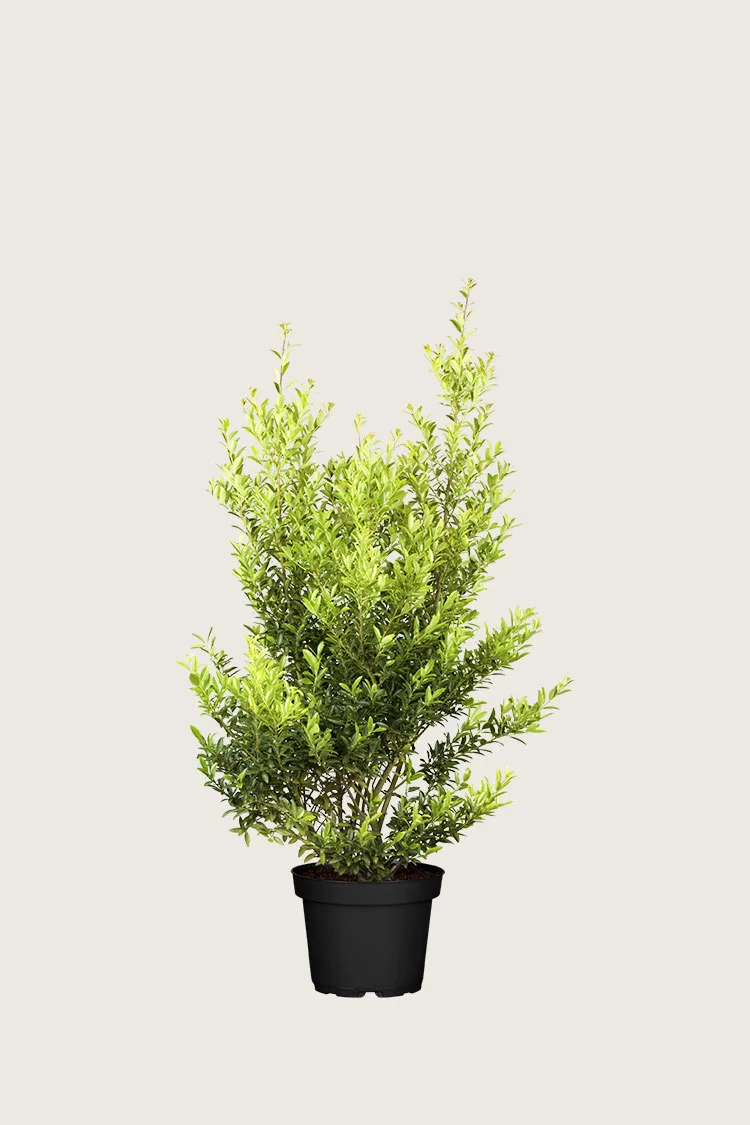 Japaninorjanlaakeri 'Blondie' 60cm Hyvin tuuhea | Plantinavia