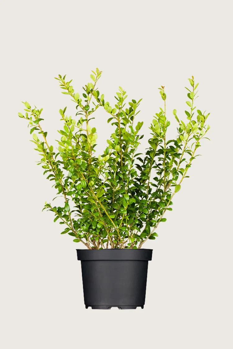 Japaninorjanlaakeri 'Blondie' 125cm Tuuhea | Plantinavia