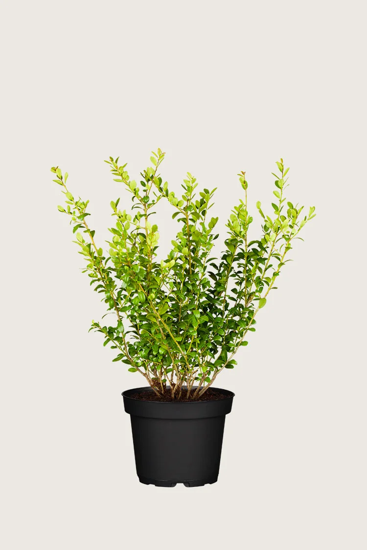 Japaninorjanlaakeri 'Blondie' 40cm Tuuhea | Plantinavia