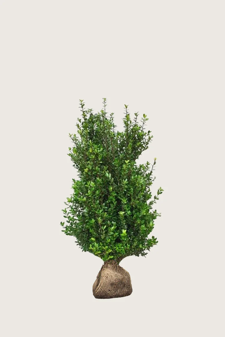 Japaninorjanlaakeri 'Caroline Upright' 100cm Hyvin tuuhea | Plantinavia