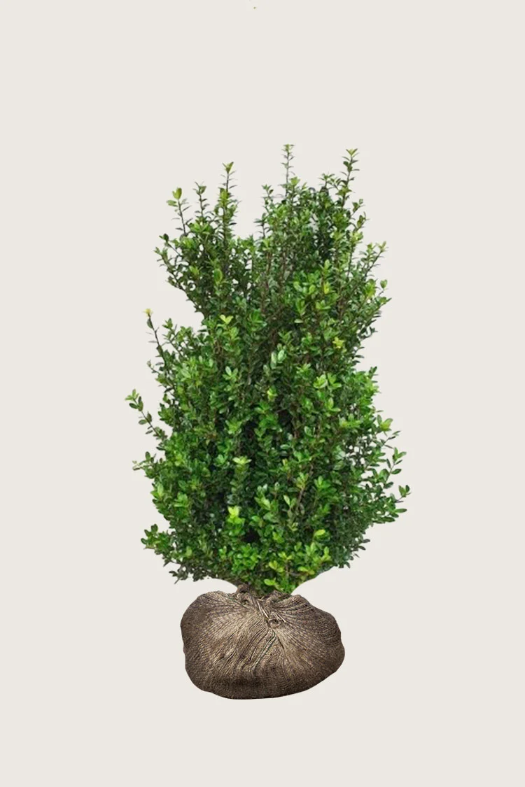 Japaninorjanlaakeri 'Caroline Upright' 125cm Hyvin tuuhea | Plantinavia