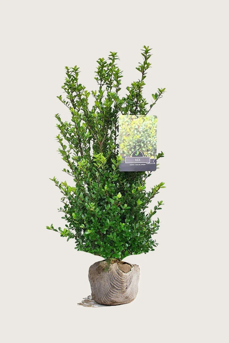 Japaninorjanlaakeri 'Caroline Upright' 150cm Tuuhea | Plantinavia