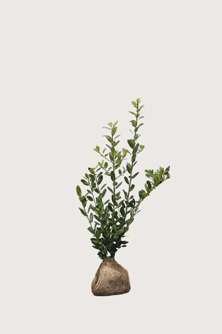 Japaninorjanlaakeri 'Caroline Upright' 60cm Tuuhea | Plantinavia