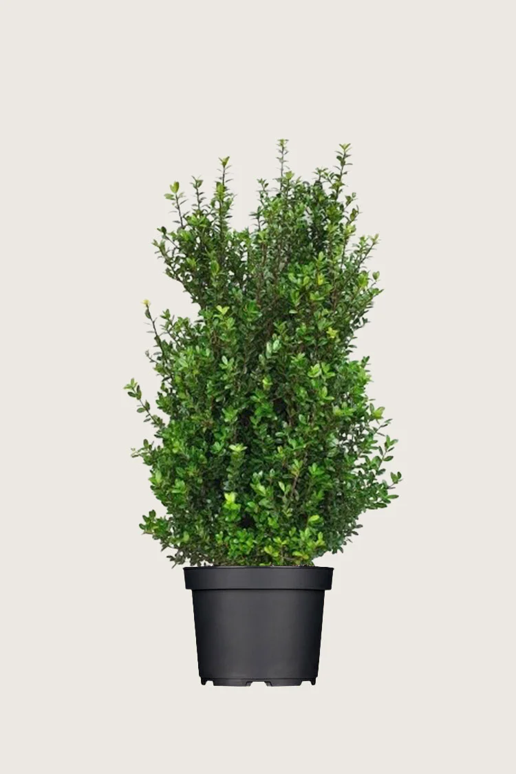 Japaninorjanlaakeri 'Caroline Upright' 125cm Hyvin tuuhea | Plantinavia