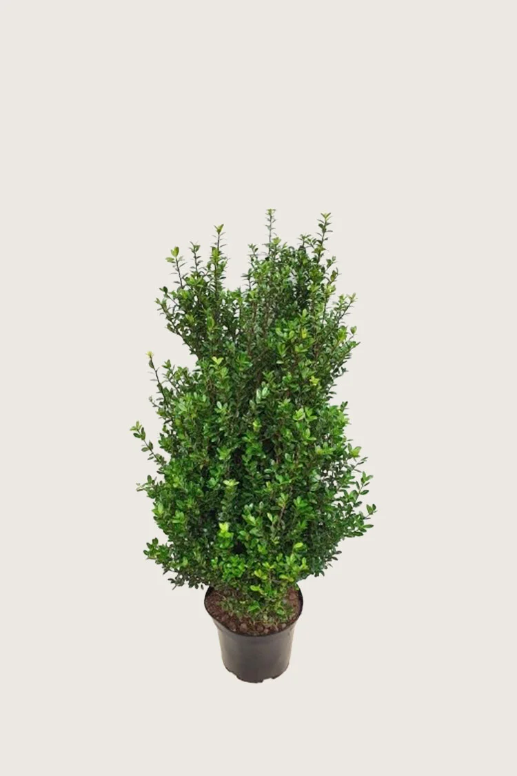 Japaninorjanlaakeri 'Caroline Upright' 80cm Hyvin tuuhea | Plantinavia