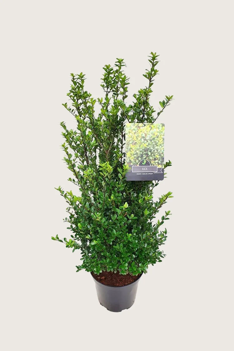 Japaninorjanlaakeri 'Caroline Upright' 125cm Tuuhea | Plantinavia