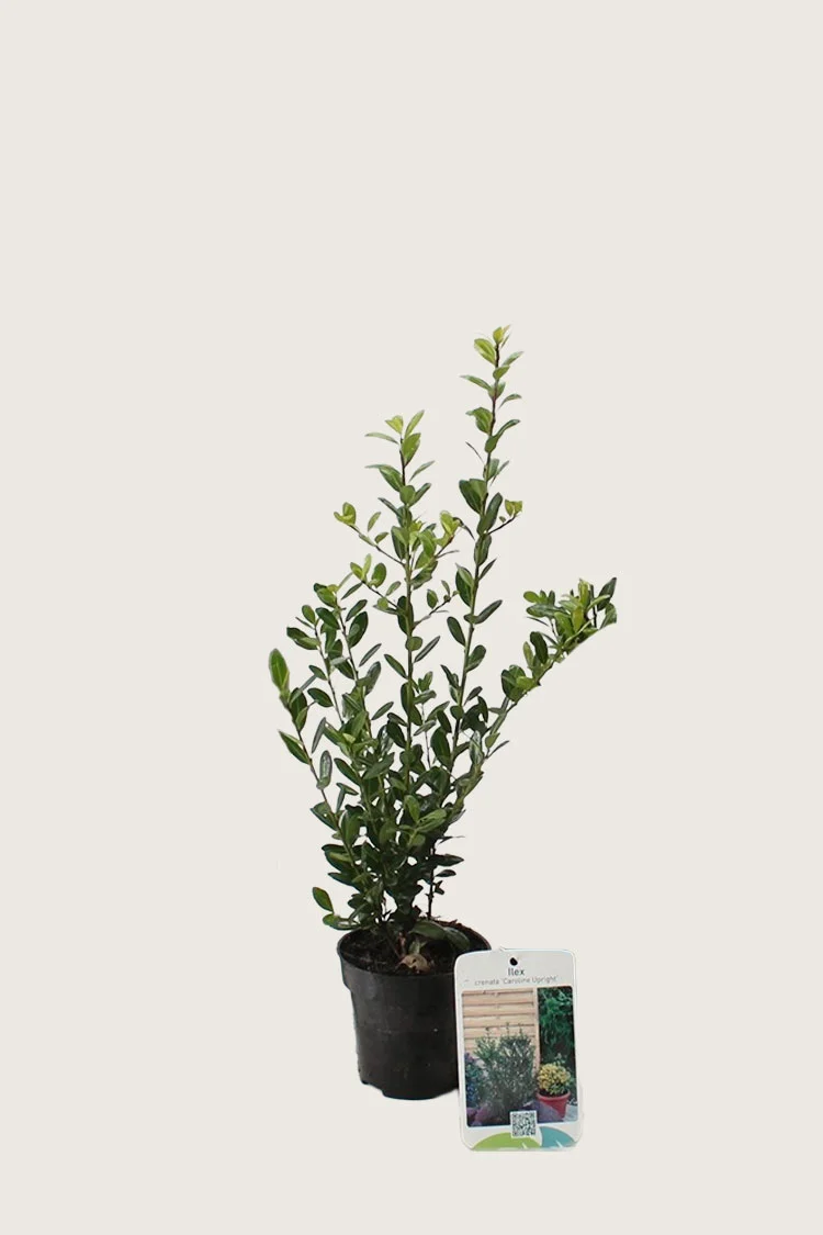 Japaninorjanlaakeri 'Caroline Upright' 80cm Tuuhea | Plantinavia