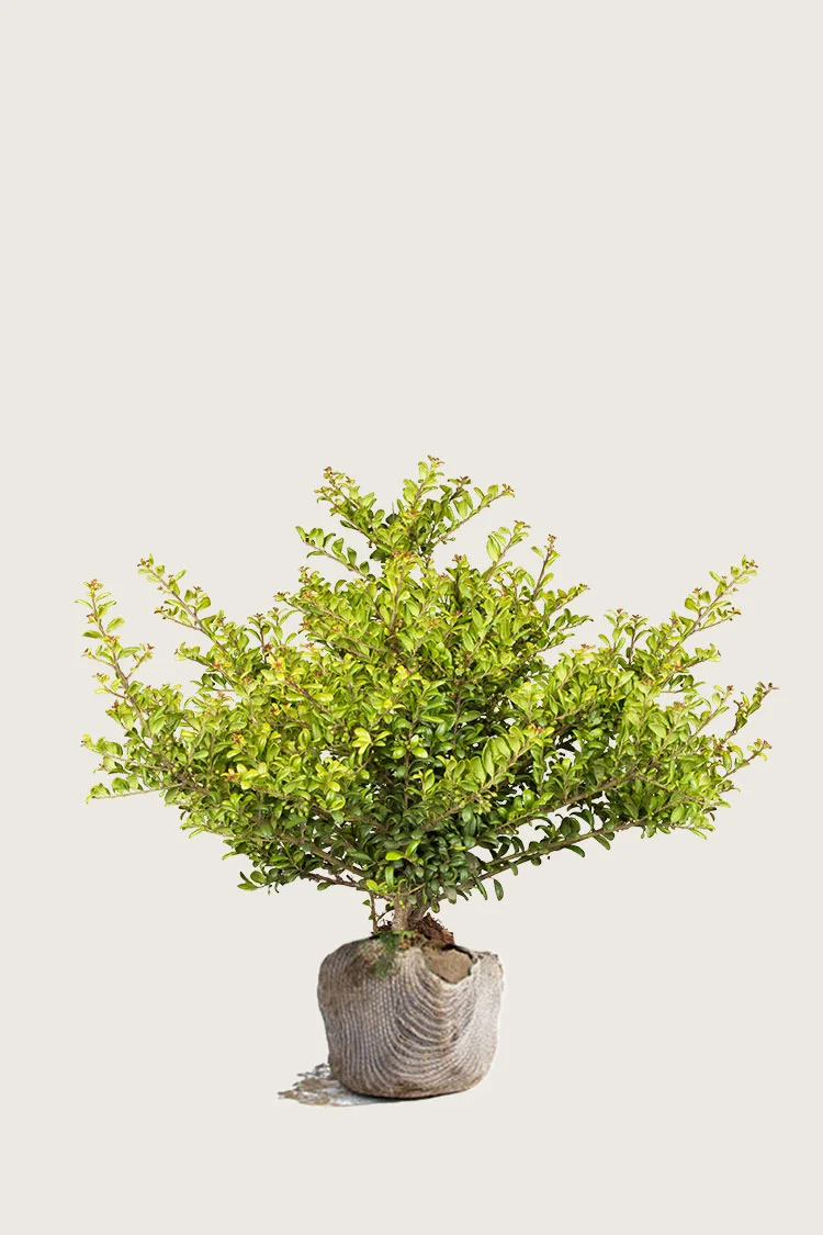 Japaninorjanlaakeri 'Convexa' 100cm Hyvin tuuhea | Plantinavia