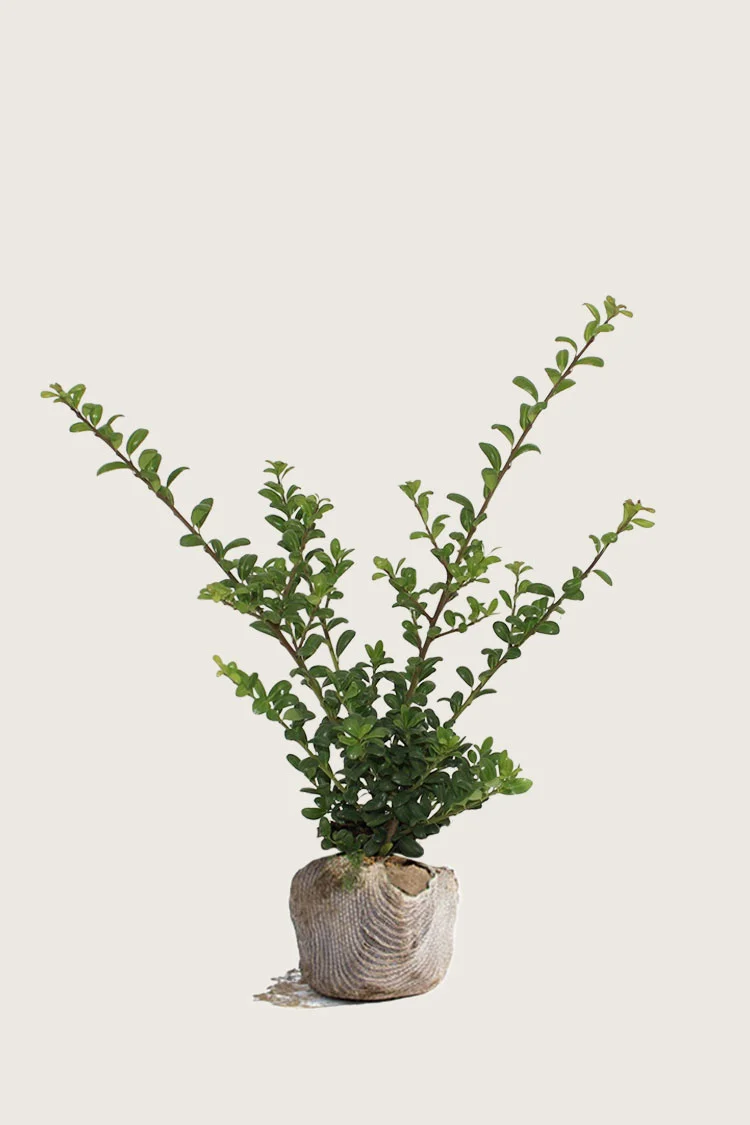 Japaninorjanlaakeri 'Convexa' 100cm Tuuhea | Plantinavia