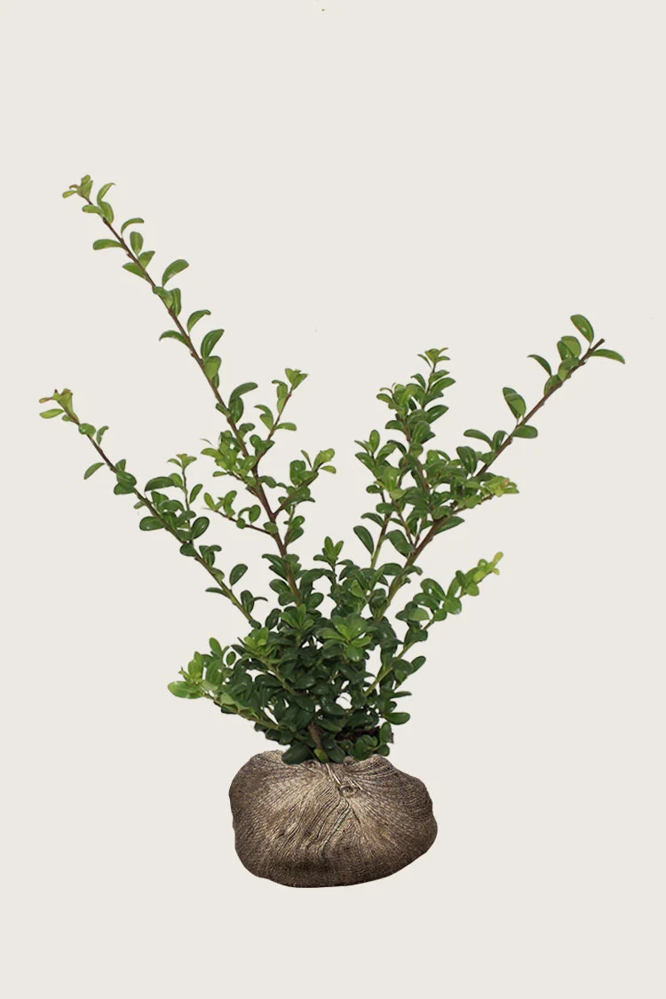 Japaninorjanlaakeri 'Convexa' 200cm Tuuhea | Plantinavia