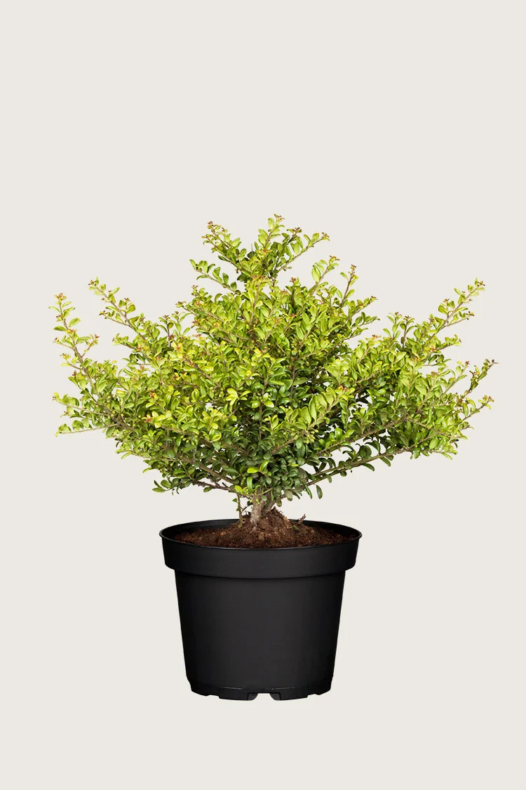 Japaninorjanlaakeri 'Convexa' 100cm Hyvin tuuhea | Plantinavia