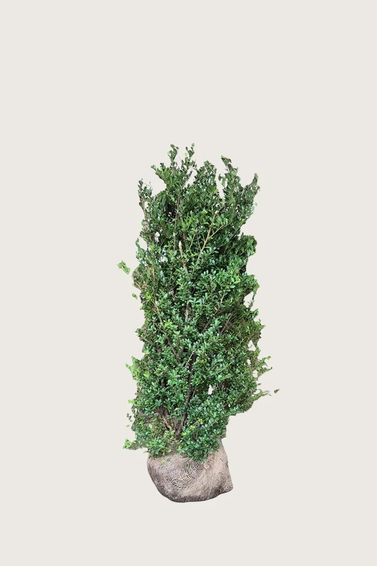 Japaninorjanlaakeri 'Dark Green' 100cm Hyvin tuuhea | Plantinavia