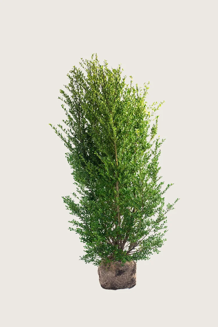 Japaninorjanlaakeri 'Dark Green' 150cm Hyvin tuuhea | Plantinavia