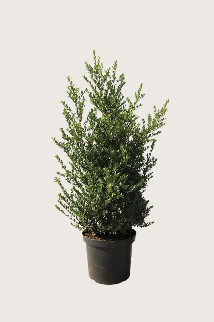 Japaninorjanlaakeri 'Dark Green' 100cm Hyvin tuuhea | Plantinavia