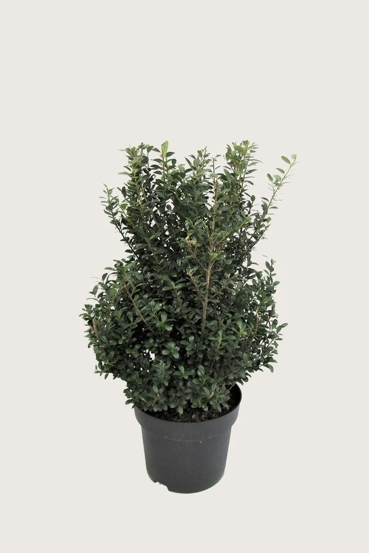 Japaninorjanlaakeri 'Dark Green' 80cm Hyvin tuuhea | Plantinavia