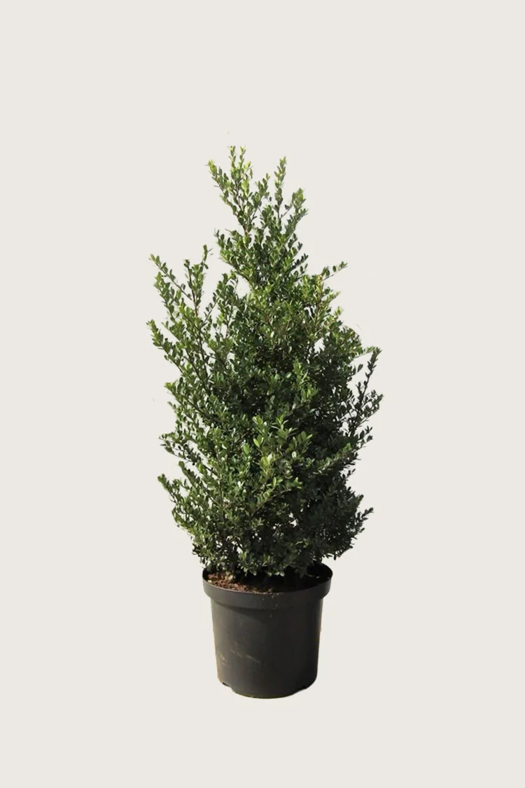 Japaninorjanlaakeri 'Dark Green' 100cm Tuuhea | Plantinavia