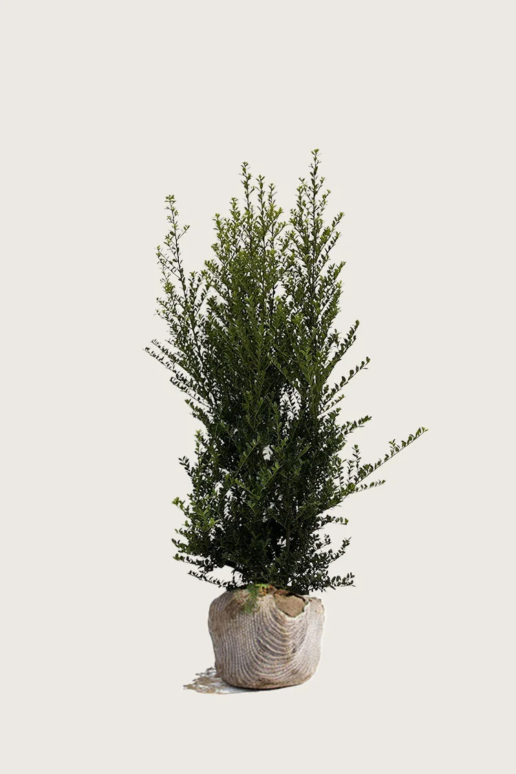 Japaninorjanlaakeri 'Green Hedge' 175cm Hyvin tuuhea | Plantinavia