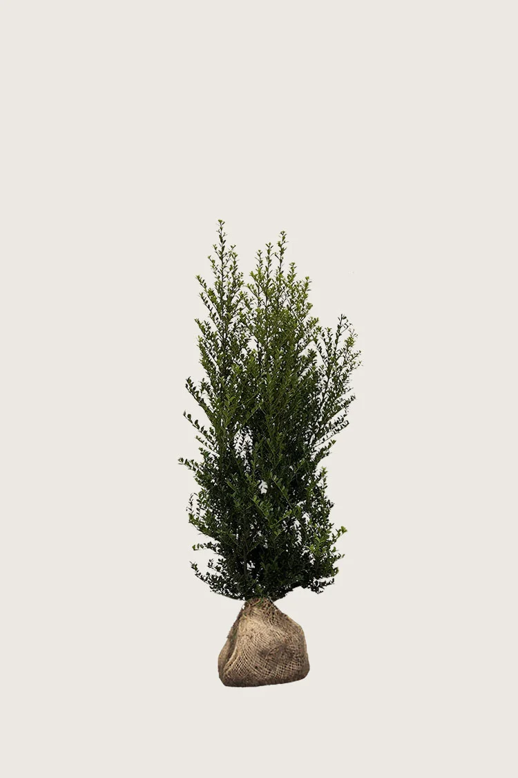 Japaninorjanlaakeri 'Green Hedge' 80cm Hyvin tuuhea | Plantinavia