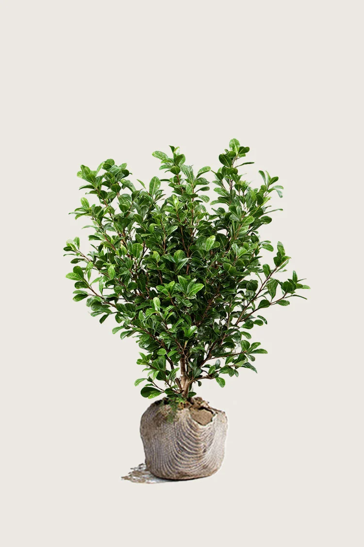 Japaninorjanlaakeri 'Green Hedge' 80cm Tuuhea | Plantinavia