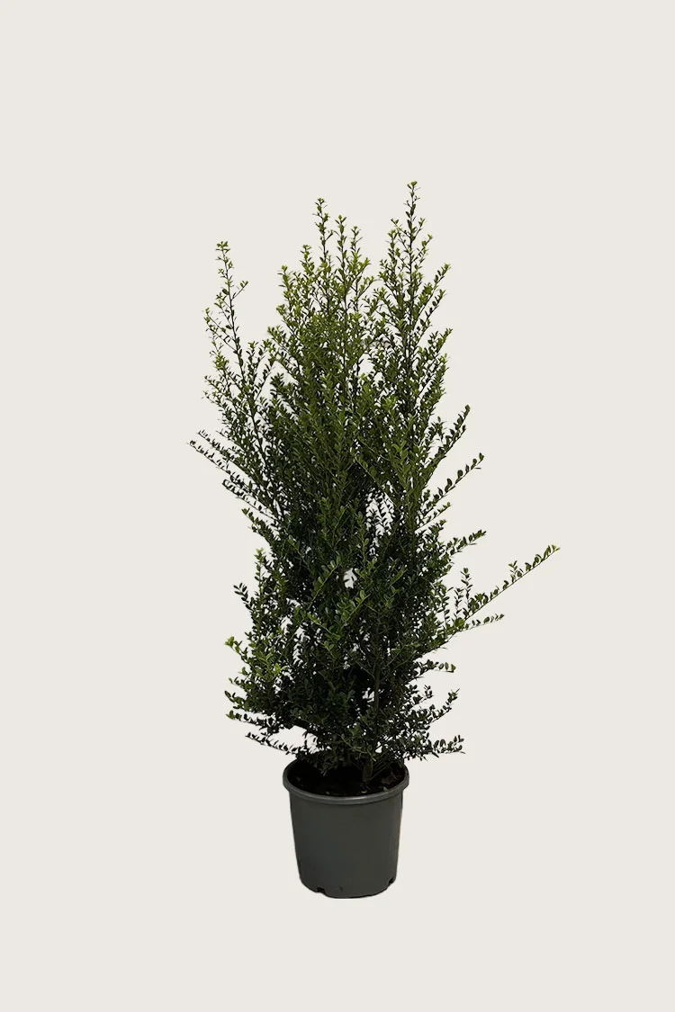Japaninorjanlaakeri 'Green Hedge' 100cm Hyvin tuuhea | Plantinavia