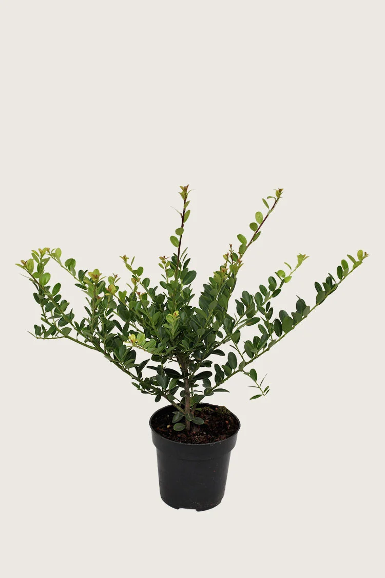 Japaninorjanlaakeri 'Green Hedge' 80cm Tuuhea | Plantinavia