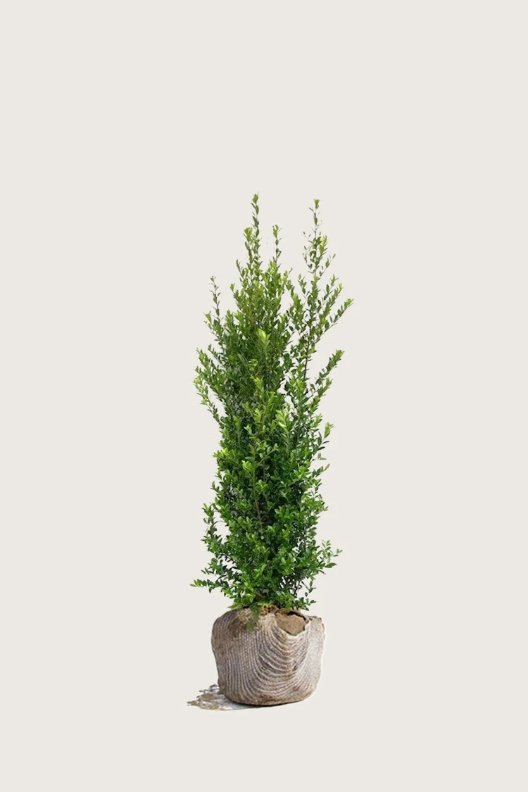 Japaninorjanlaakeri 'Kanehirae' 80cm Hyvin tuuhea | Plantinavia
