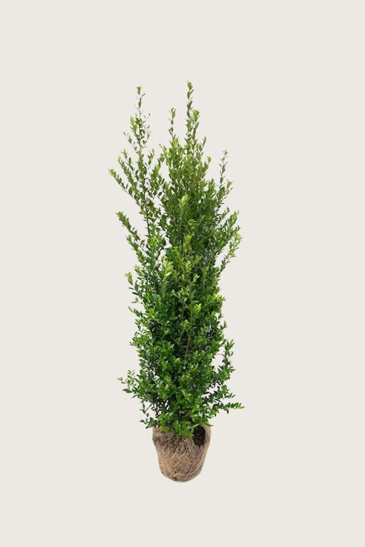 Japaninorjanlaakeri 'Kanehirae' 200cm Tuuhea | Plantinavia