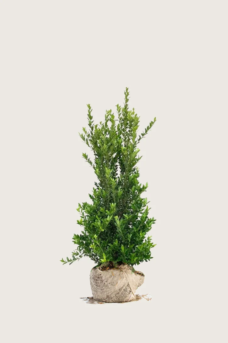 Japaninorjanlaakeri 'Kanehirae' 80cm Tuuhea | Plantinavia