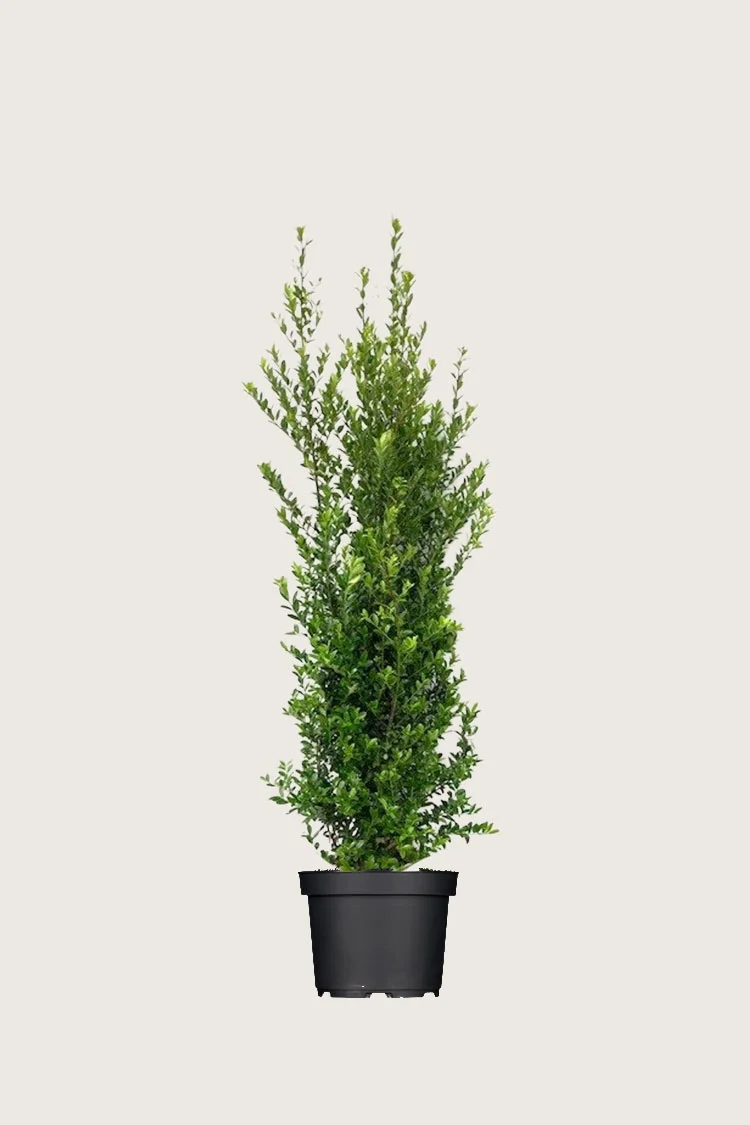 Japaninorjanlaakeri 'Kanehirae' 60cm Hyvin tuuhea | Plantinavia