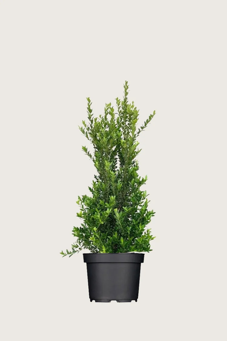 Japaninorjanlaakeri 'Kanehirae' 100cm Tuuhea | Plantinavia