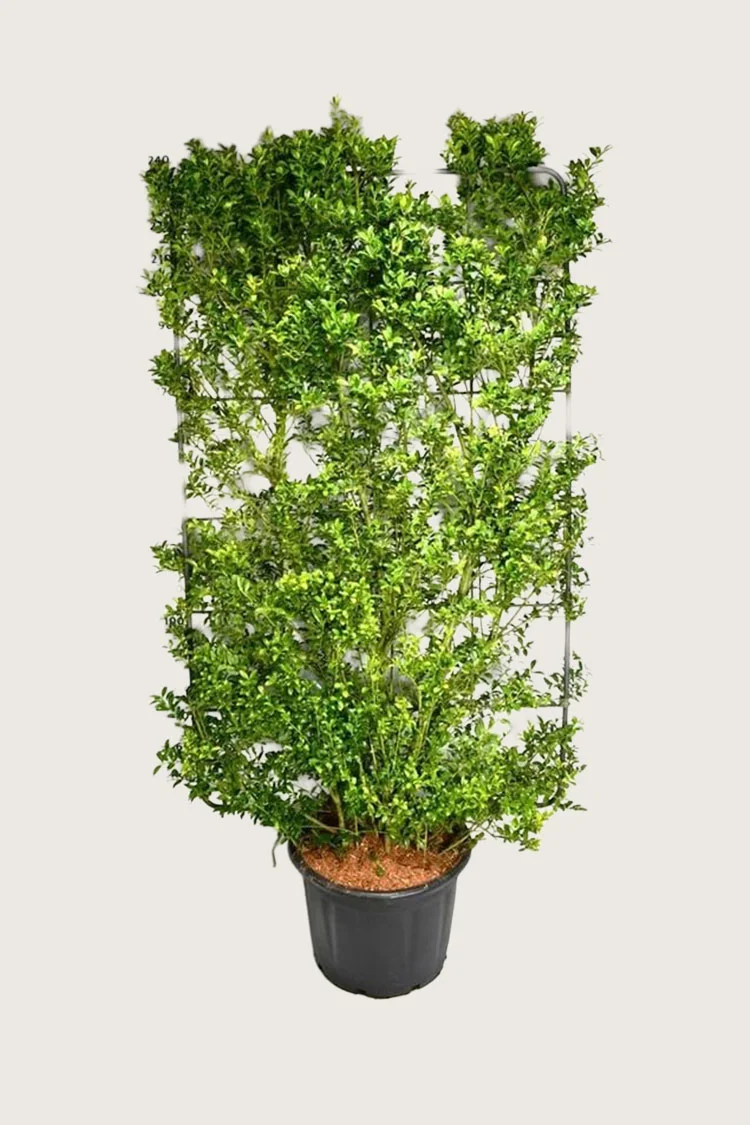 Japaninorjanlaakeri 'Kanehirae' 125cm Hyvin tuuhea | Plantinavia