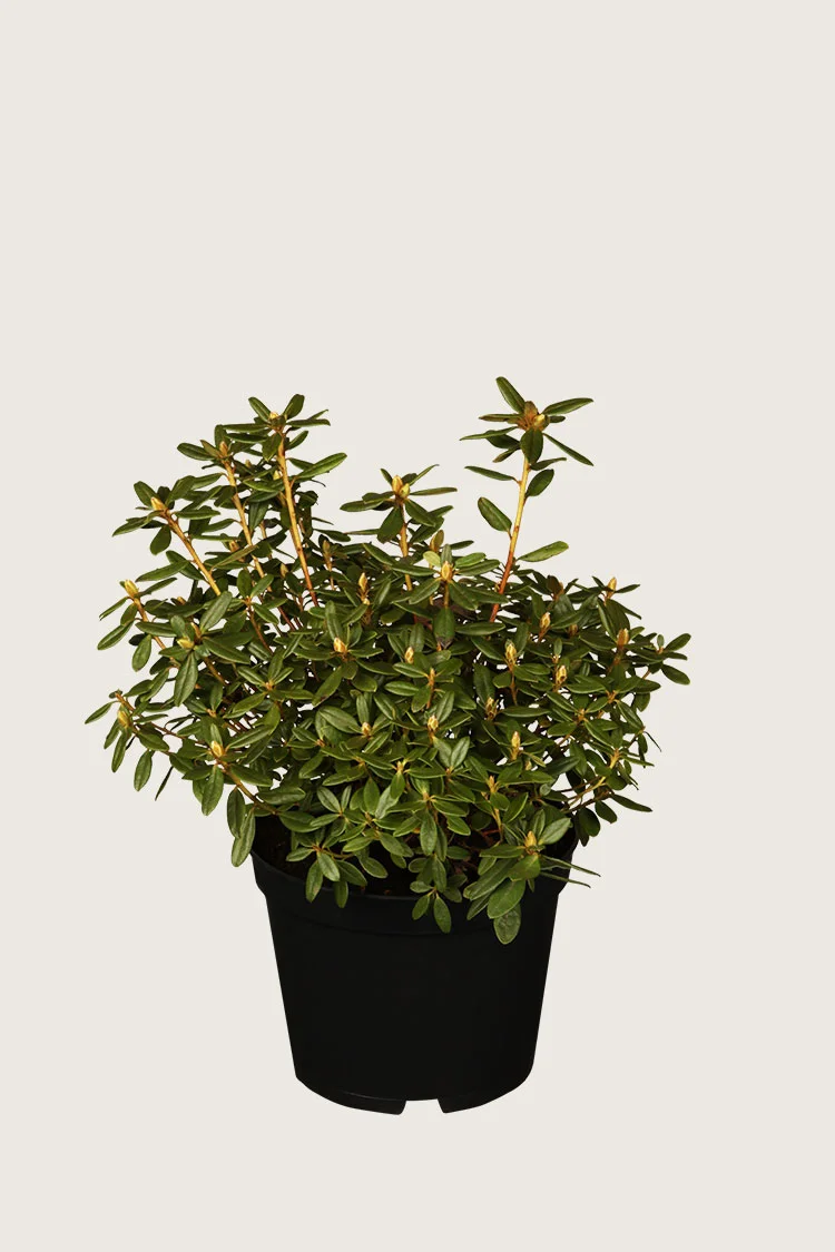 Kääpiöalppiruusu 20cm Tuuhea | Plantinavia