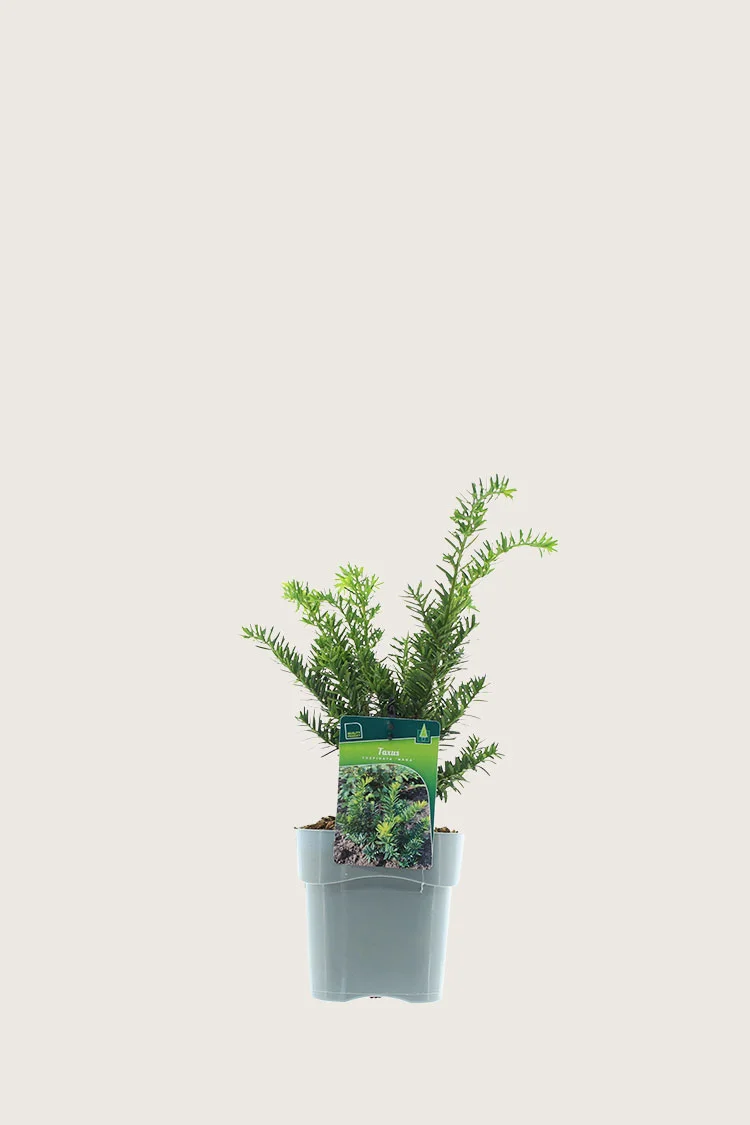 Kääpiöjapaninmarjakuusi Nana 20cm Tuuhea | Plantinavia