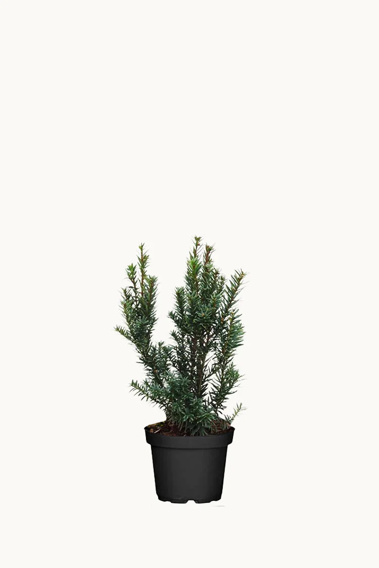 Kääpiöjapaninmarjakuusi Nana 40cm Tuuhea | Plantinavia
