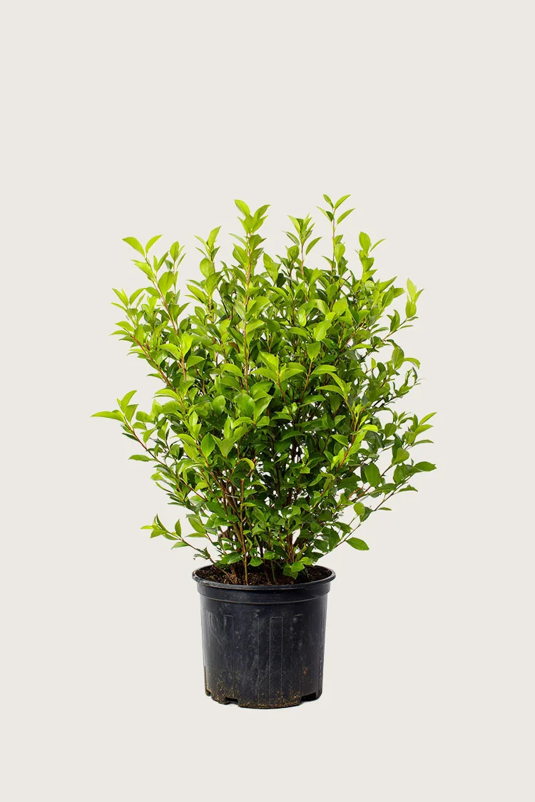 Kääpiölikusteri 20cm Tuuhea | Plantinavia