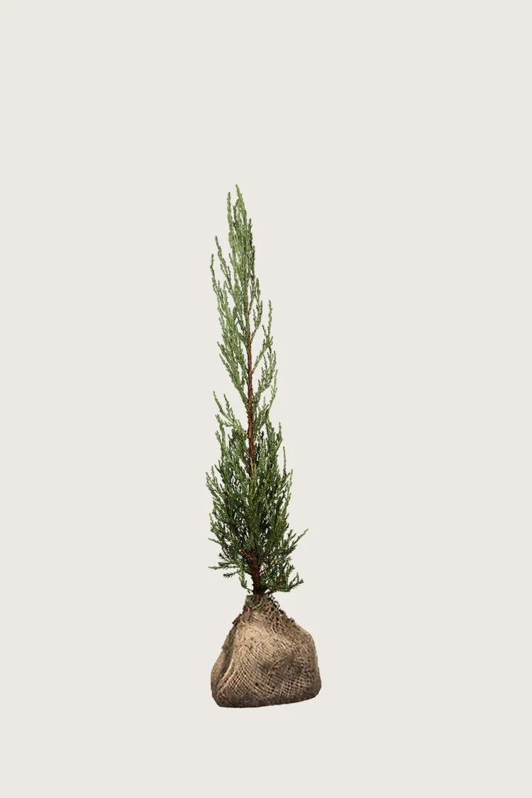 Kalliovuortenkataja Blue Arrow 100cm Hyvin tuuhea | Plantinavia