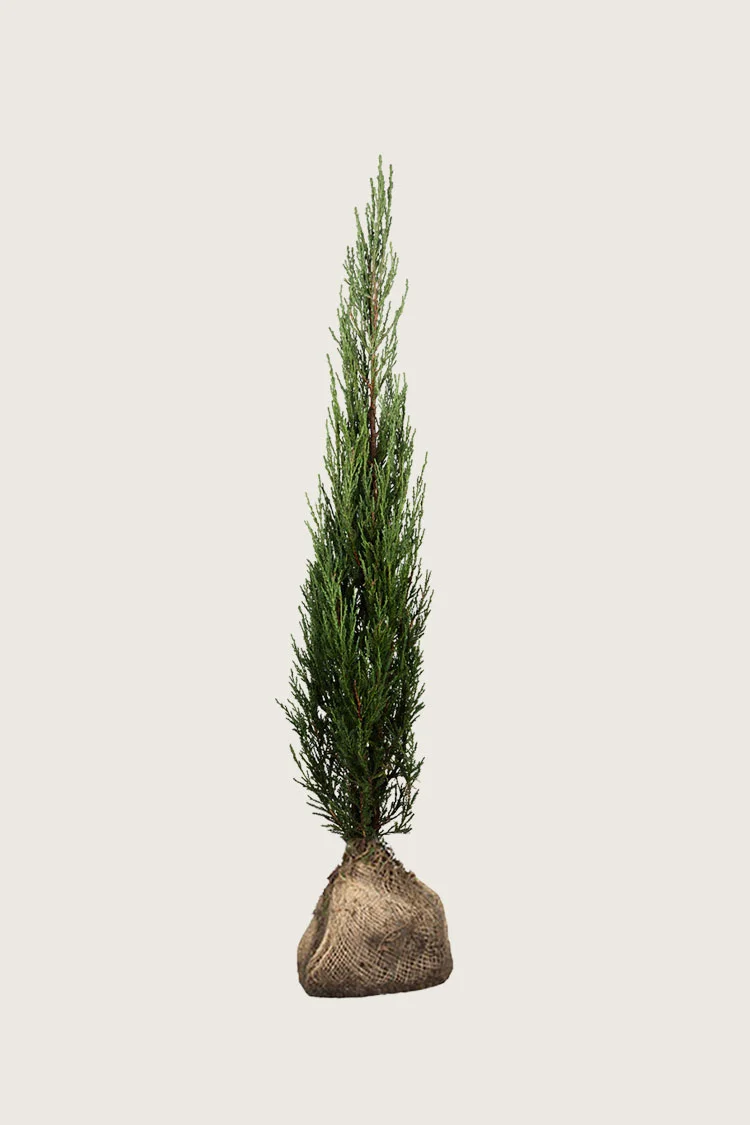 Kalliovuortenkataja Blue Arrow 150cm Hyvin tuuhea | Plantinavia