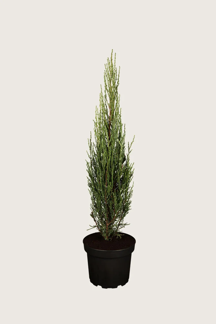 Kalliovuortenkataja Blue Arrow 200cm Hyvin tuuhea | Plantinavia